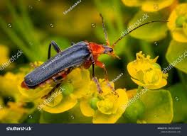 Attēlu rezultāti vaicājumam “Cantharis livida”