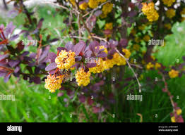Attēlu rezultāti vaicājumam “Berberis thunbergii flower”