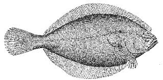 Image result for Hippoglossoides platessoides