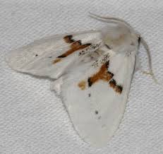 Attēlu rezultāti vaicājumam “Leucodonta bicoloria imago”