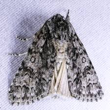 Attēlu rezultāti vaicājumam “Acronicta megacephala”