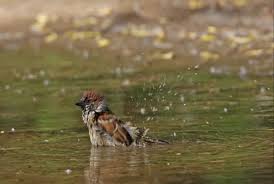 Attēlu rezultāti vaicājumam “Passer montanus adult”