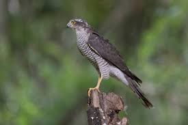 Attēlu rezultāti vaicājumam “Accipiter nisus female”