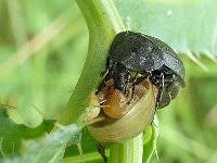 Attēlu rezultāti vaicājumam “Phosphuga atrata”