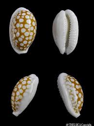 Attēlu rezultāti vaicājumam “Cribraria oregana”