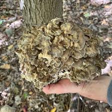 Attēlu rezultāti vaicājumam “Grifola frondosa”