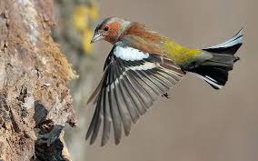 Attēlu rezultāti vaicājumam “Fringilla coelebs female”