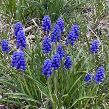Attēlu rezultāti vaicājumam “Muscari neglectum”