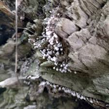 Attēlu rezultāti vaicājumam “Phleogena faginea stalked”