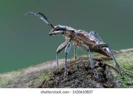 Attēlu rezultāti vaicājumam “Rhagium inquisitor”