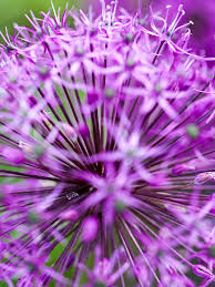 Attēlu rezultāti vaicājumam “Allium holandicum flower”