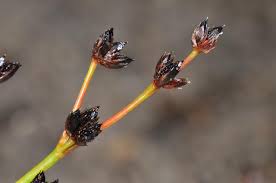 Attēlu rezultāti vaicājumam “Juncus articulatus”