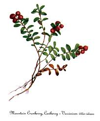 Attēlu rezultāti vaicājumam “Vaccinium vitis-idaea”