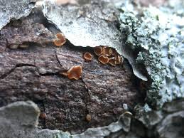 Attēlu rezultāti vaicājumam “Schistidium apocarpum macro”