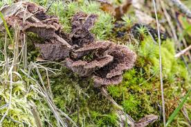 Attēlu rezultāti vaicājumam “Thelephora terrestris”