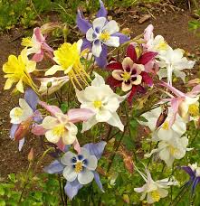 Image result for Aquilegia caerulea