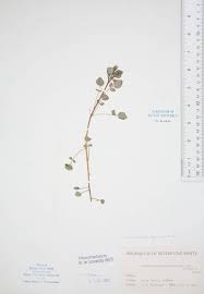 Image result for Rorippa nasturtium-aquaticum