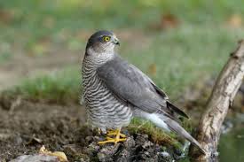 Attēlu rezultāti vaicājumam “Accipiter nisus female”