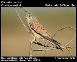 Attēlu rezultāti vaicājumam “Falco tinnunculus”