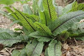 Attēlu rezultāti vaicājumam “Rumex acetosa leaf”