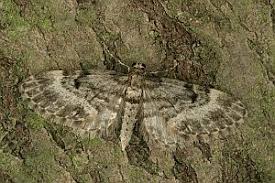 Attēlu rezultāti vaicājumam “Eupithecia tantillaria”