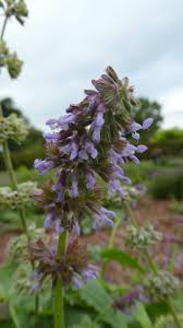 Attēlu rezultāti vaicājumam “Salvia verticillata”