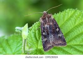 Attēlu rezultāti vaicājumam “Cerastis leucographa”