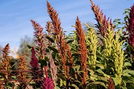 Attēlu rezultāti vaicājumam “Amaranthus retroflexus flower”