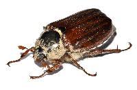 Attēlu rezultāti vaicājumam “Melolontha melolontha”