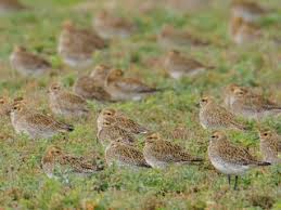 Attēlu rezultāti vaicājumam “Pluvialis apricaria adult”