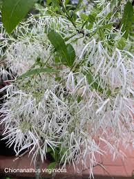 Attēlu rezultāti vaicājumam “Chionanthus virginicus flower”