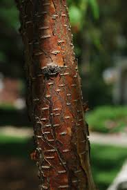 Attēlu rezultāti vaicājumam “Betula papyrifera”