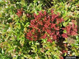 Attēlu rezultāti vaicājumam “Exobasidium vaccinii”