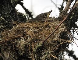 Attēlu rezultāti vaicājumam “Turdus viscivorus nest”