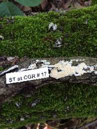 Attēlu rezultāti vaicājumam “Schizopora paradoxa”