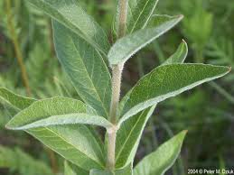 Attēlu rezultāti vaicājumam “Lysimachia”