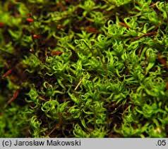 Attēlu rezultāti vaicājumam “Bryoerythrophyllum recurvirostrum”