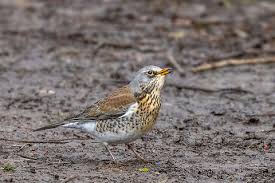 Attēlu rezultāti vaicājumam “Turdus pilaris”