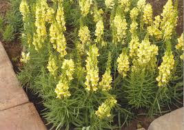 Image result for Linaria vulgaris