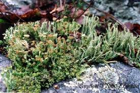 Attēlu rezultāti vaicājumam “Cladonia ramulosa”