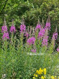 Attēlu rezultāti vaicājumam “Epilobium roseum flower”