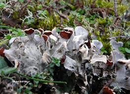 Attēlu rezultāti vaicājumam “Peltigera canina”