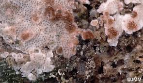 Attēlu rezultāti vaicājumam “Physisporinus sanguinolentus”