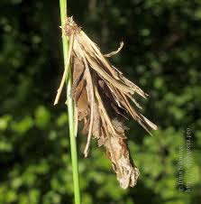 Attēlu rezultāti vaicājumam “Canephora hirsuta larva”