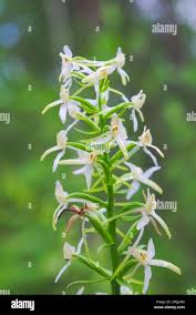 Attēlu rezultāti vaicājumam “Platanthera bifolia flower”
