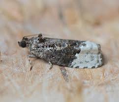 Attēlu rezultāti vaicājumam “Apotomis betuletana”