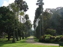 Image result for шри ланка королевский ботанический сад