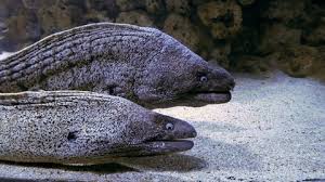 Image result for Muraena helena