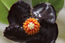 Attēlu rezultāti vaicājumam “Clusiaceae”