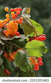 Attēlu rezultāti vaicājumam “Viburnum opulus fruit”